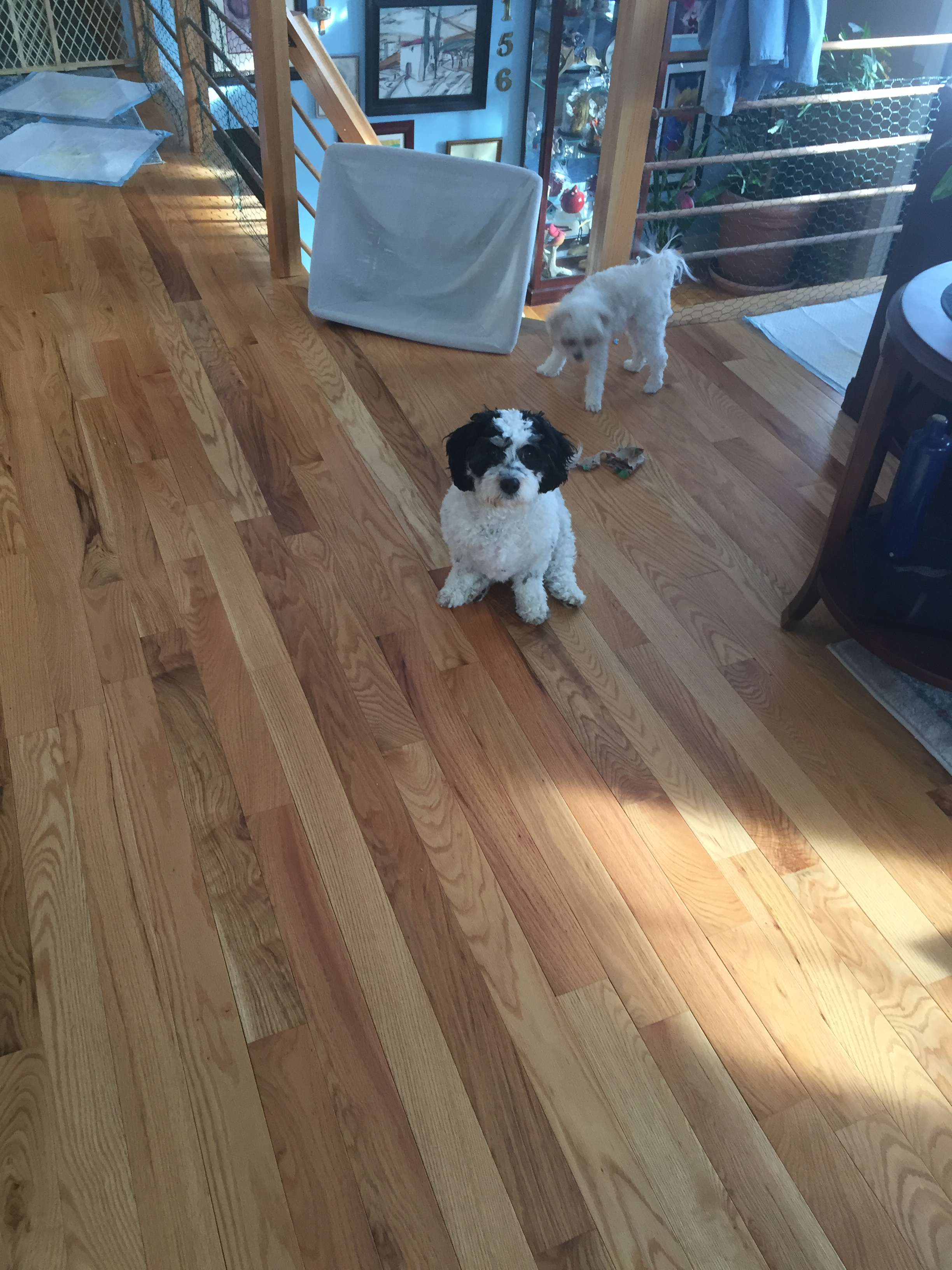 Fluffy Cavachon Designer Pup