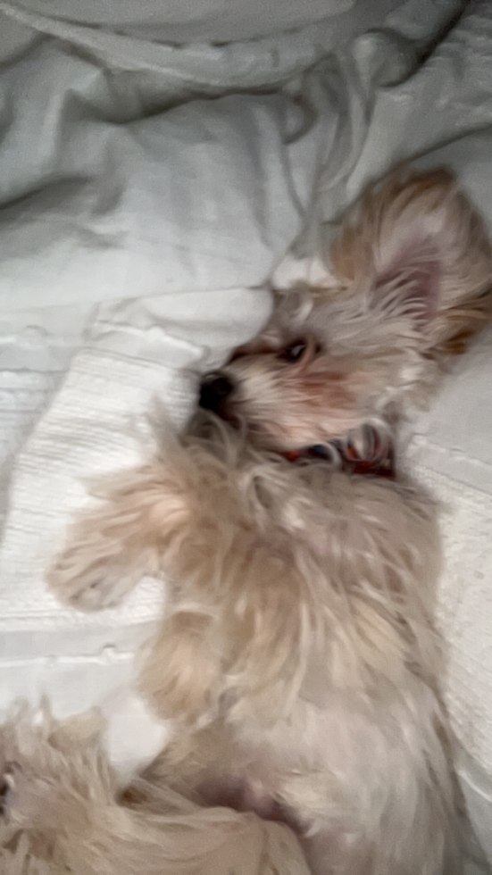 Friendly Maltipoo Pup in