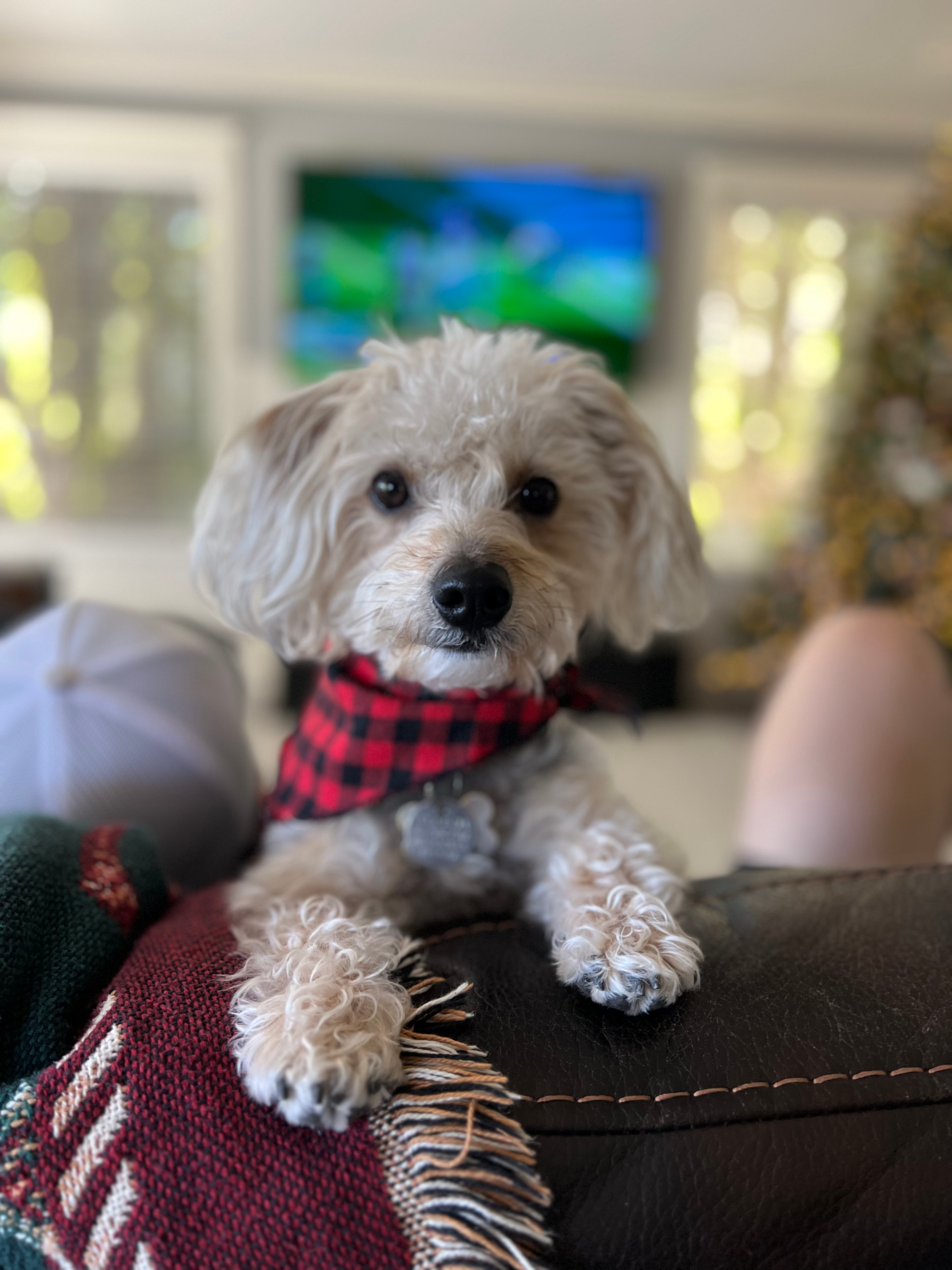Fluffy Yorkie Chon Designer Pup