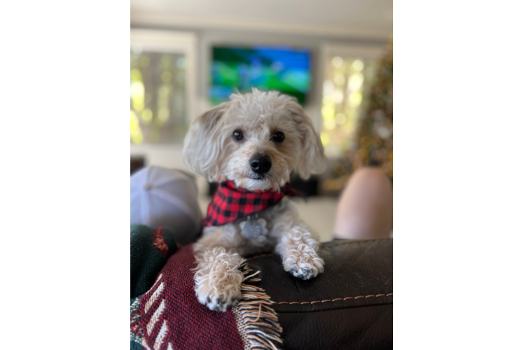 Fluffy Yorkie Chon Designer Pup