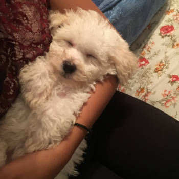 Bichon Frise Being Cute