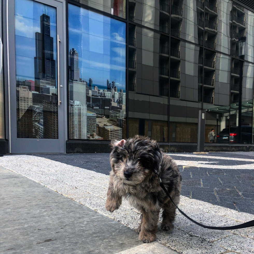 Naperville Mini Aussiedoodle Pup