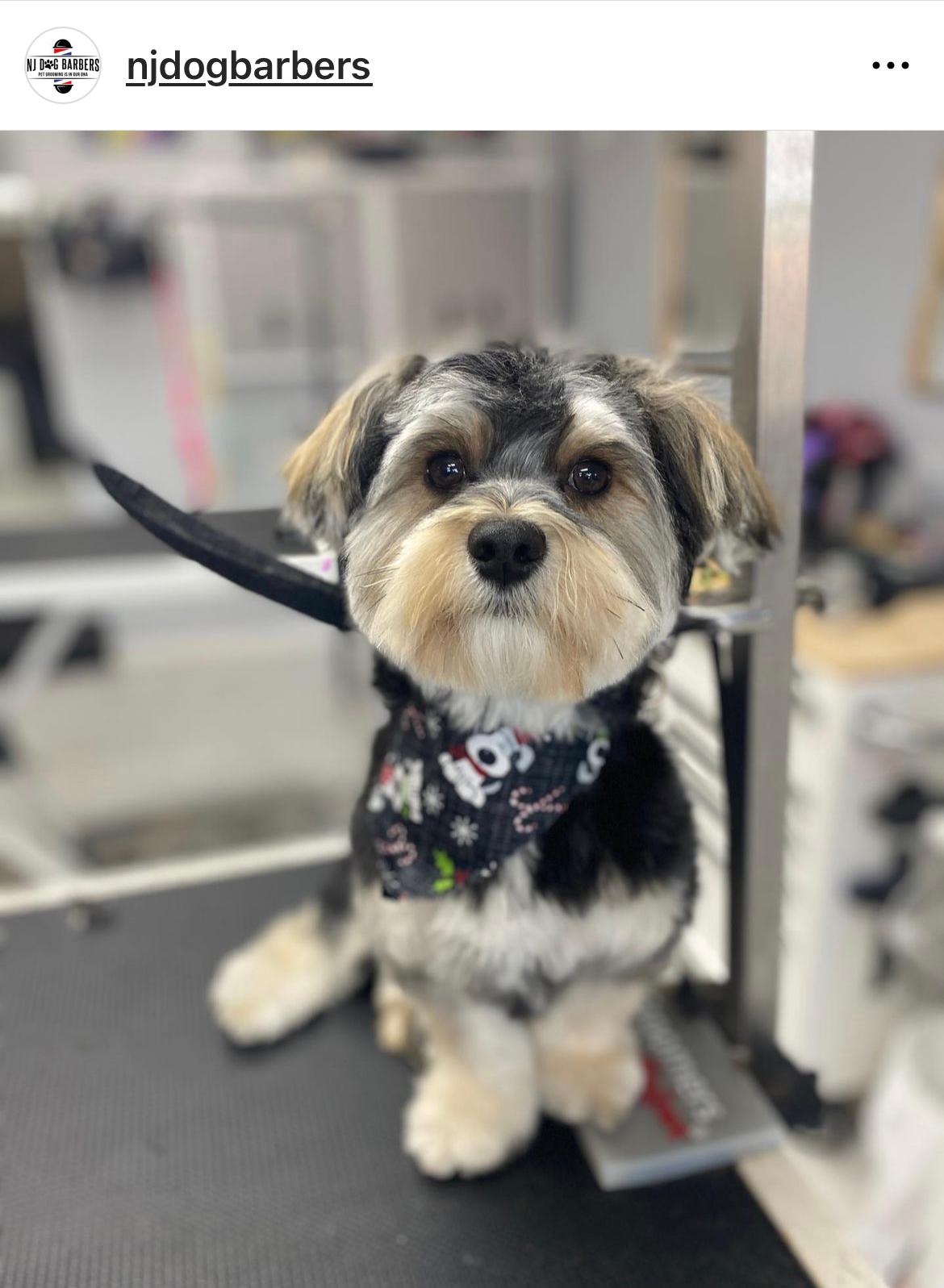 Best Morkie Baby