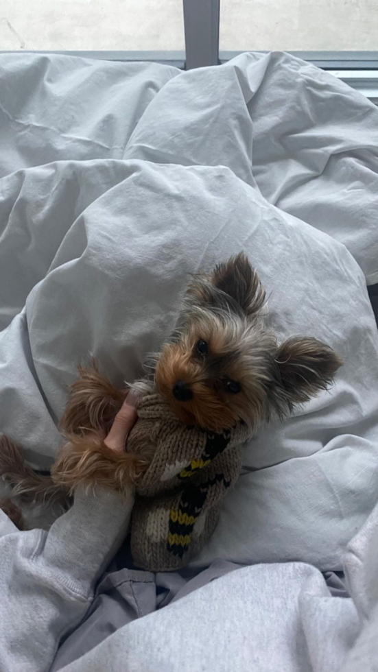 Cleveland Yorkshire Terrier Pup