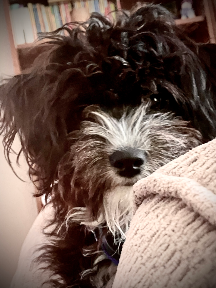 Popular Aussiechon Designer Pup