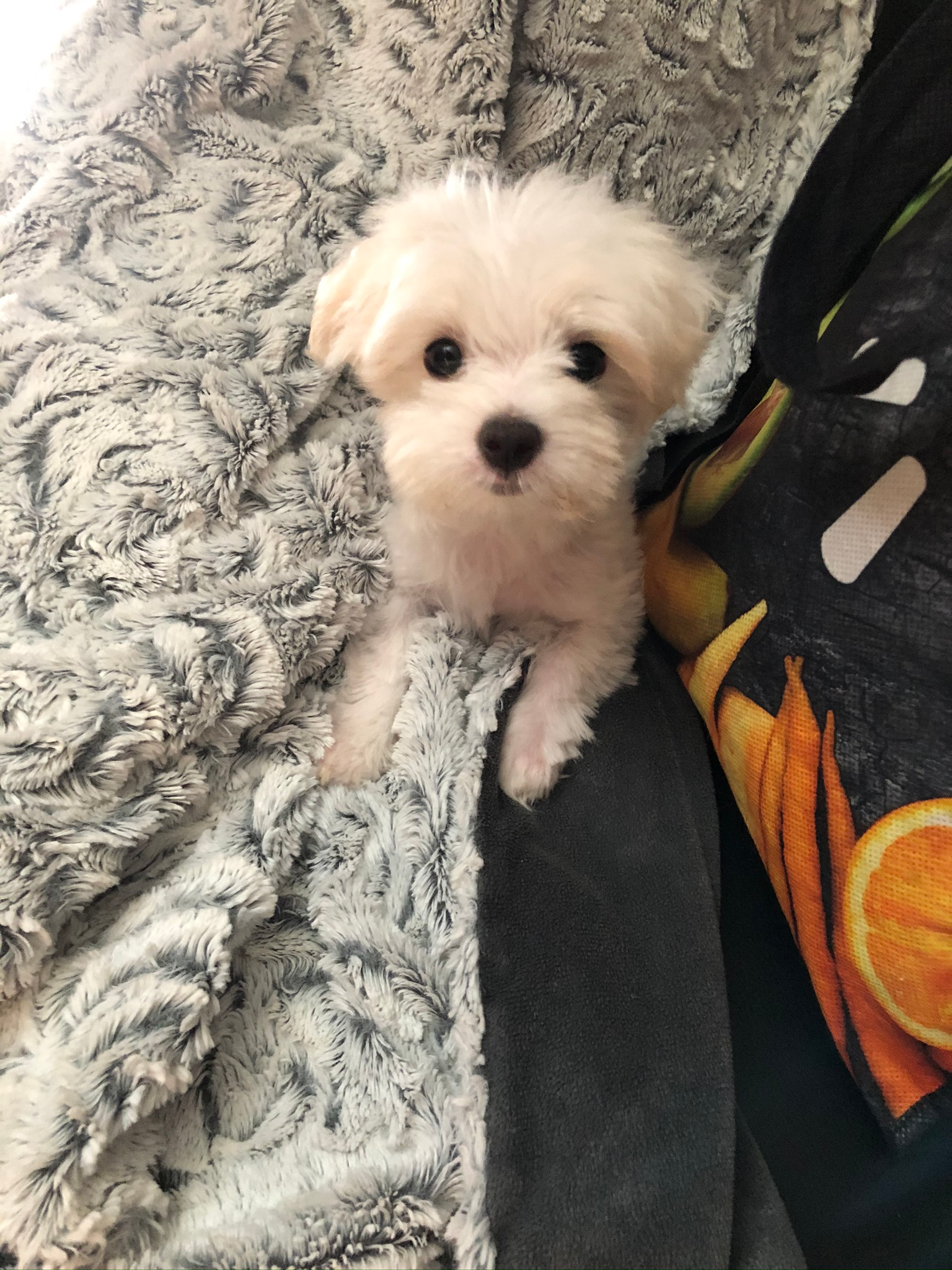 Friendly Maltese Purebred Pup