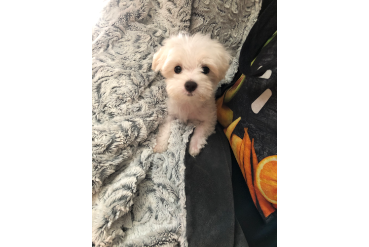 Friendly Maltese Purebred Pup