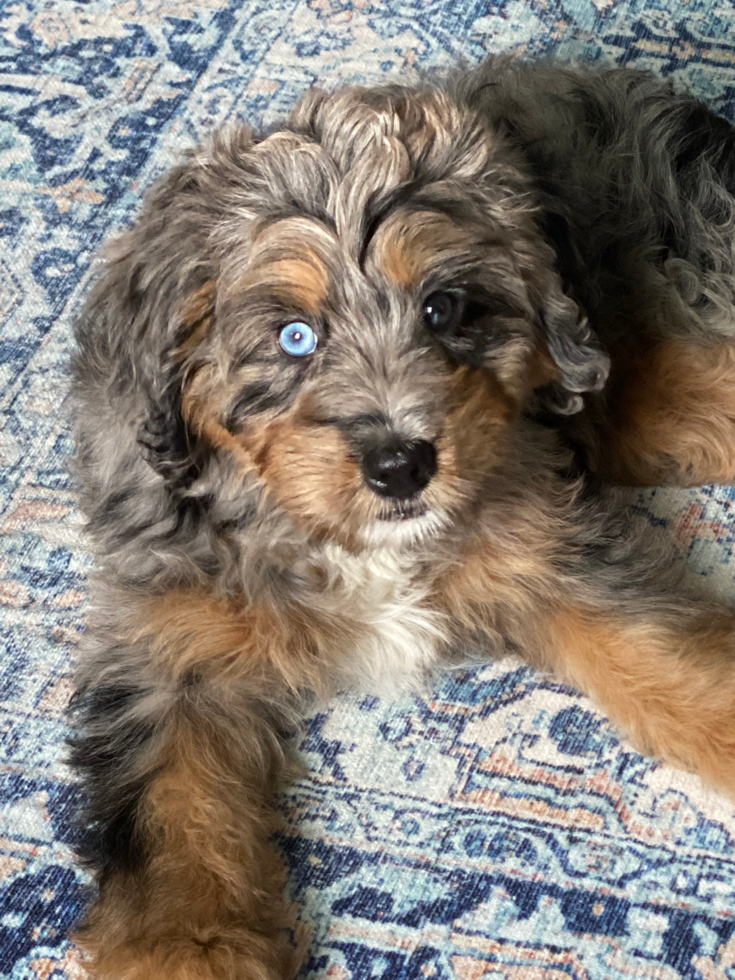 Mini Bernedoodle Being Cute