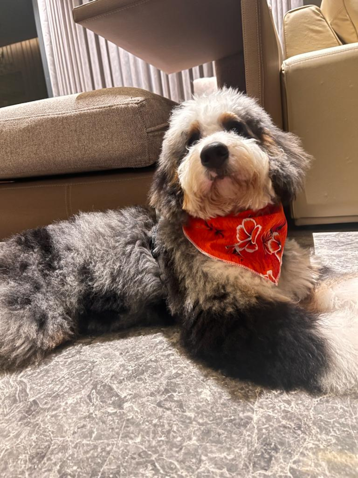 Sweet Mini Bernedoodle Pup