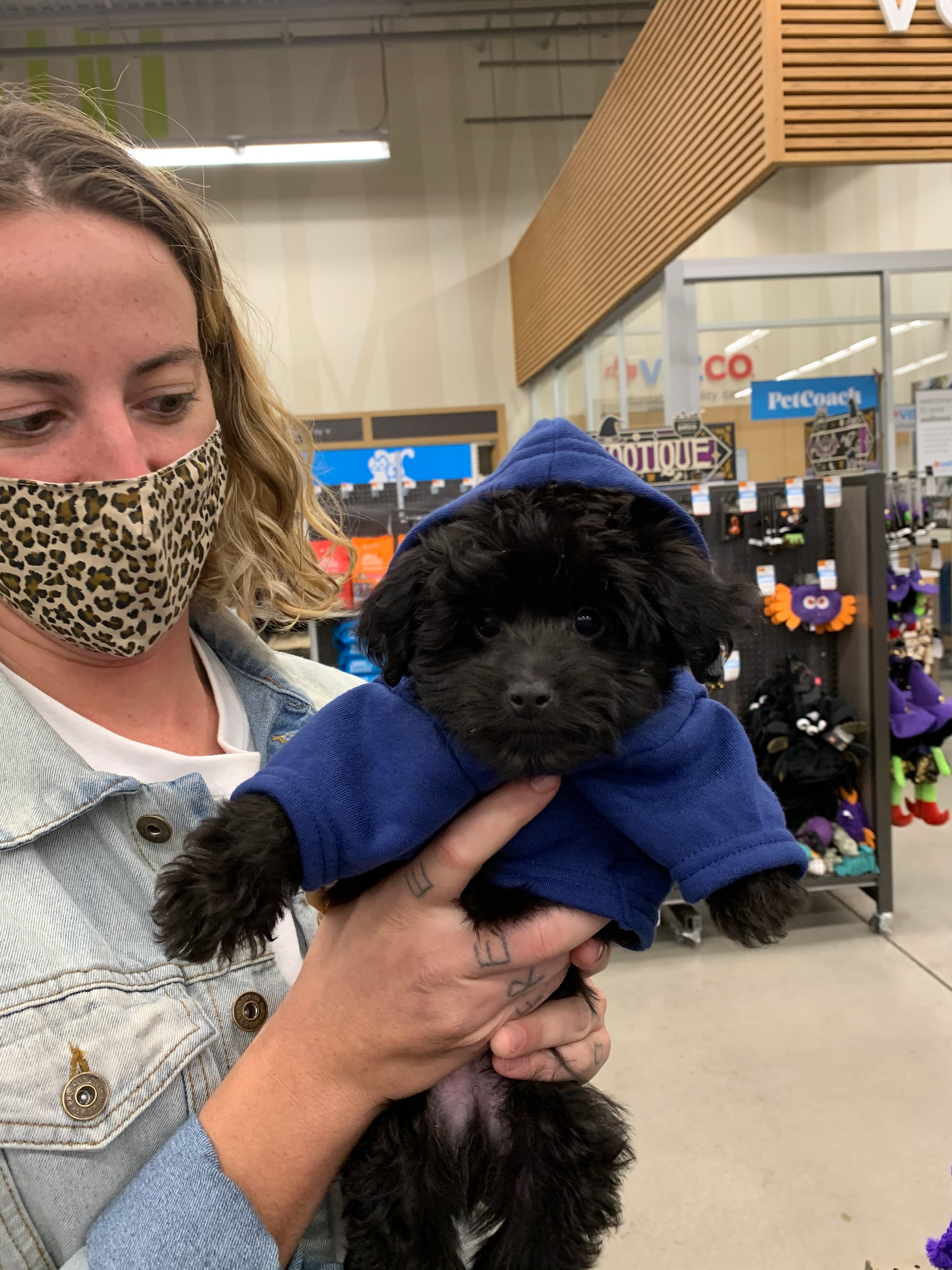 Petite Mini Aussiedoodle Poodle Mix Pup