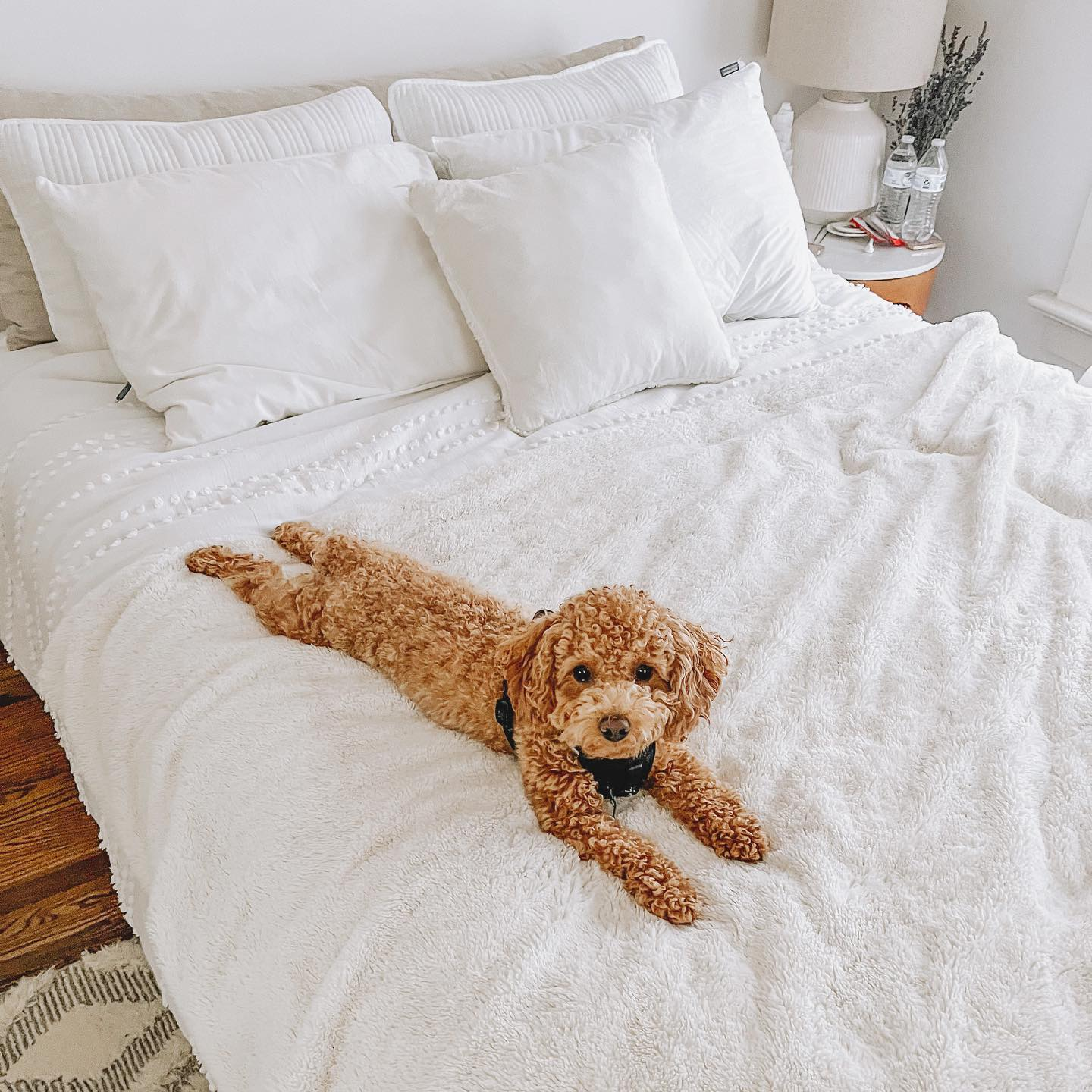 Best Poodle Baby