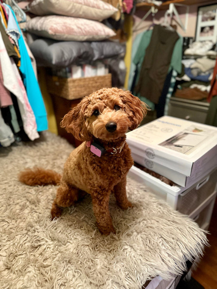 Mini Goldendoodle Pup