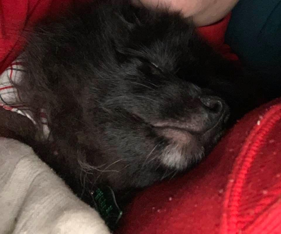 Hypoallergenic Pomeranian Purebred Pup