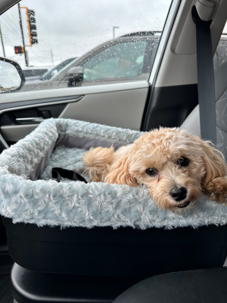Energetic Maltepoo Poodle Mix Pup