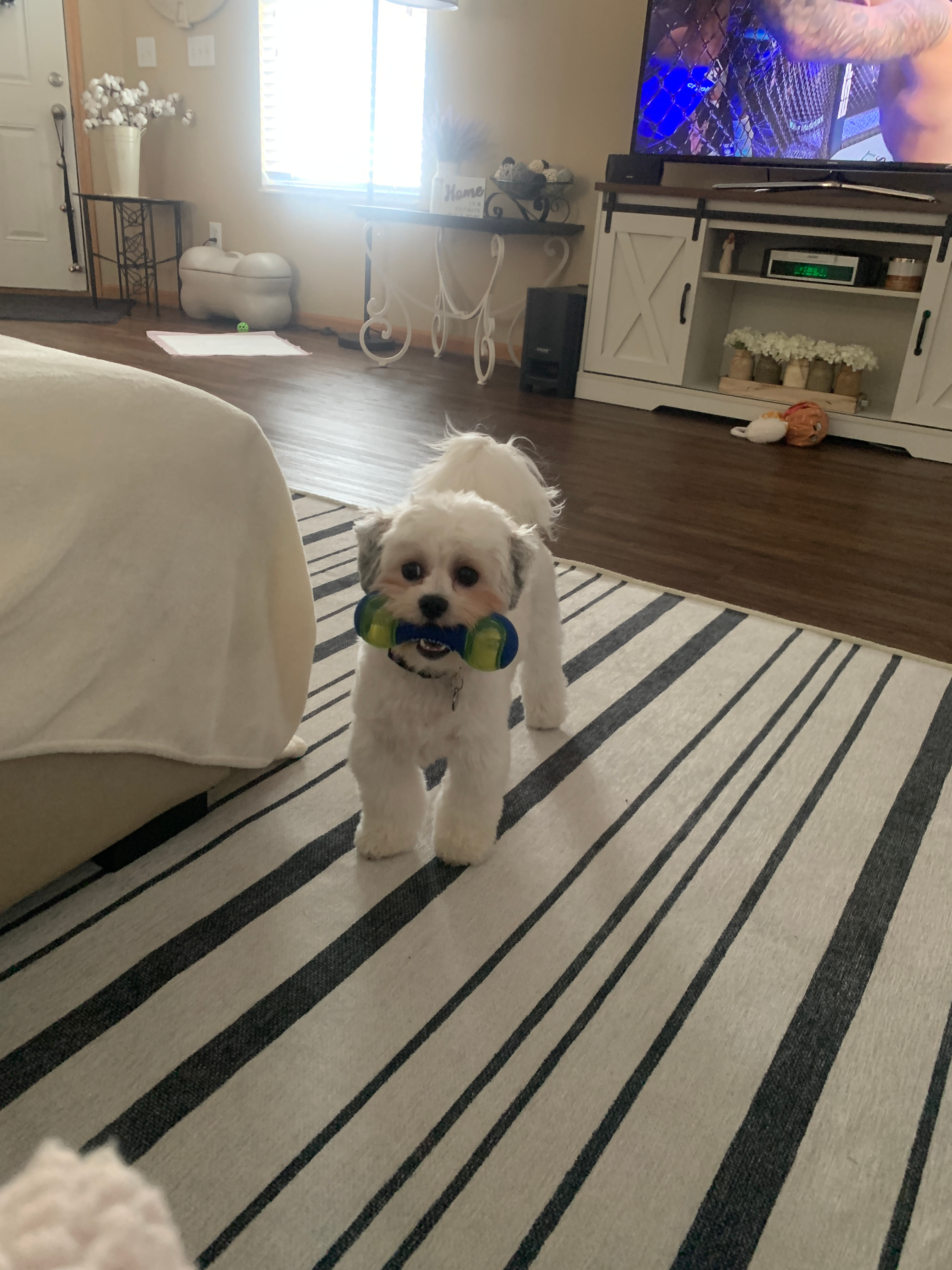 Teddy Bear Pup Being Cute