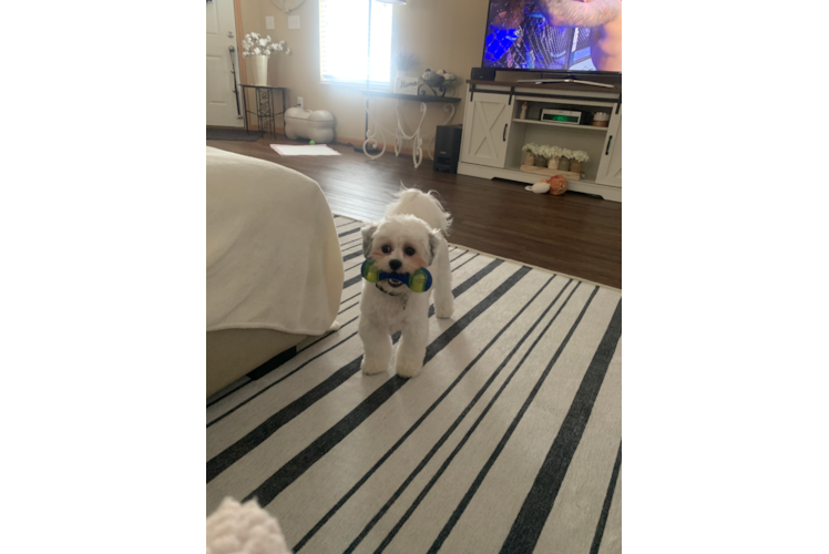 Teddy Bear Pup Being Cute