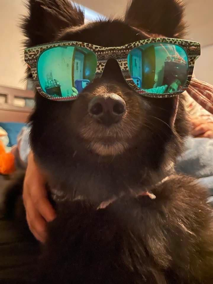 Happy Pomeranian Purebred Pup