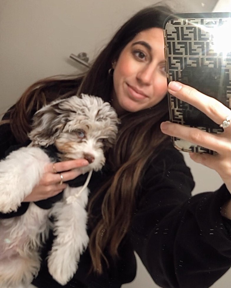 Sweet Mini Aussiedoodle Pup in Toledo OH