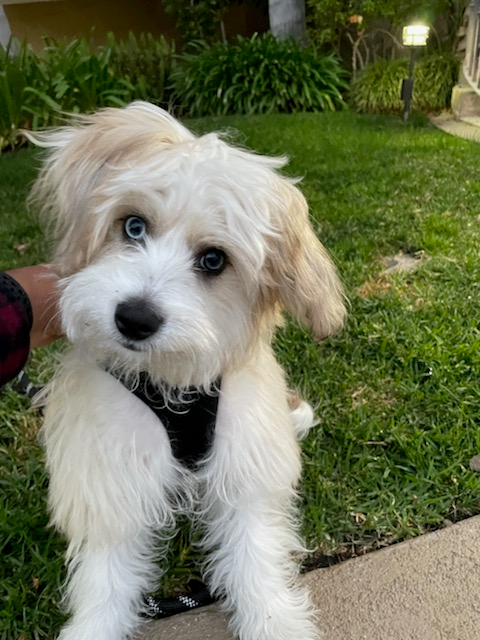Aussiechon Pup Being Cute