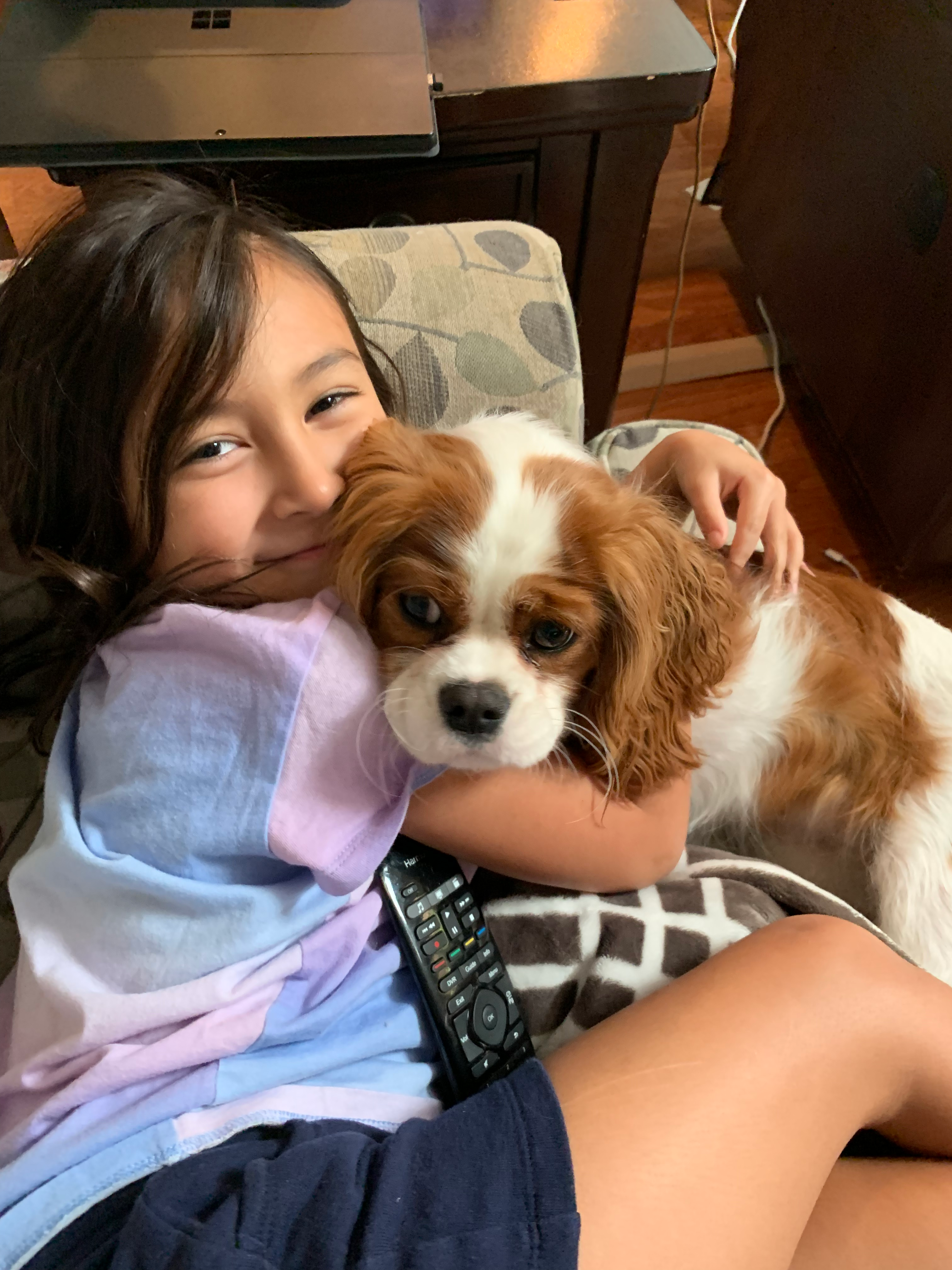 Cavalier King Charles Spaniel Pup Being Cute