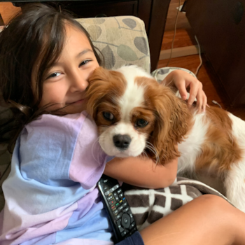 Sweet Cavalier King Charles Spaniel Pup in