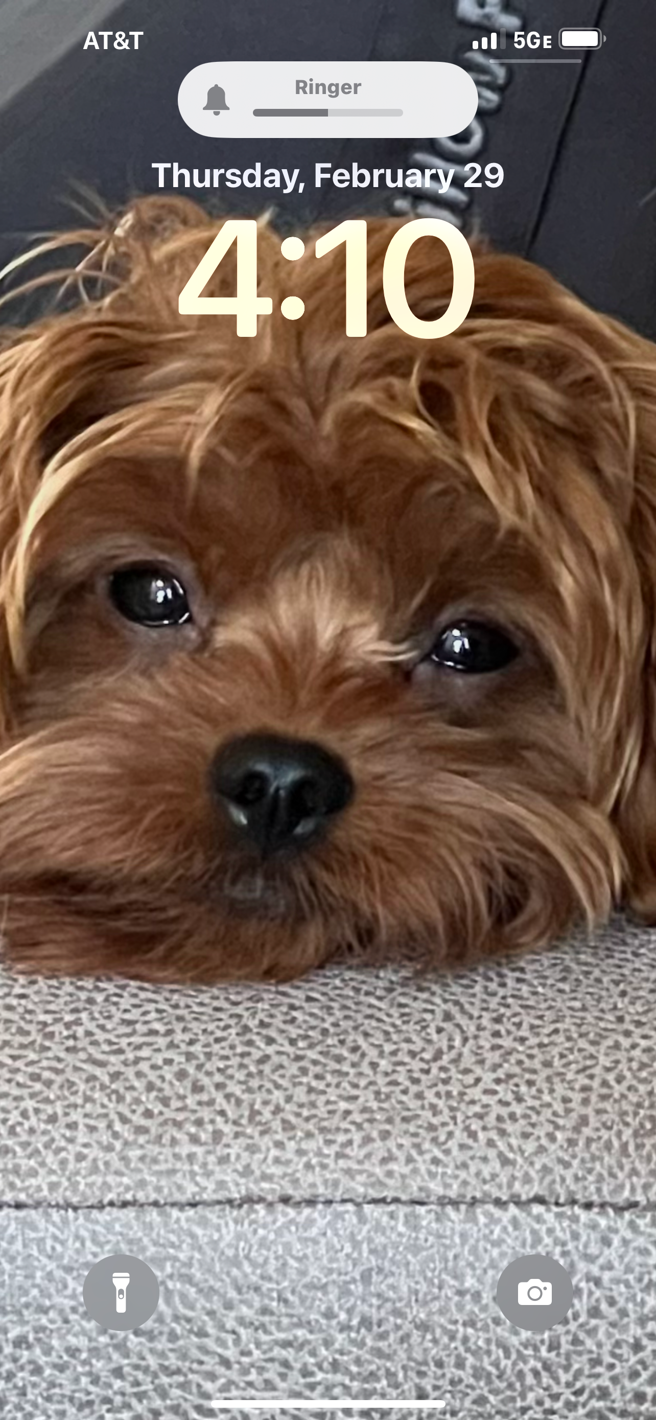 Cavapoo Pup Being Cute
