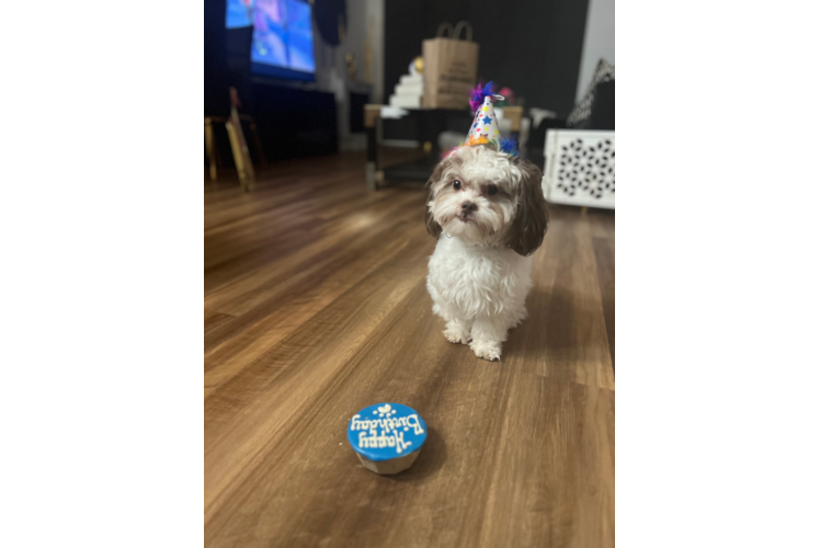 Shih Poo Pup Being Cute