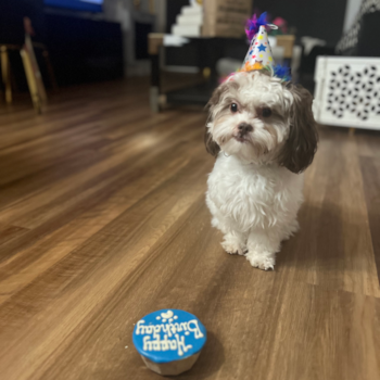 Energetic Shih Poo Poodle Mix Pup