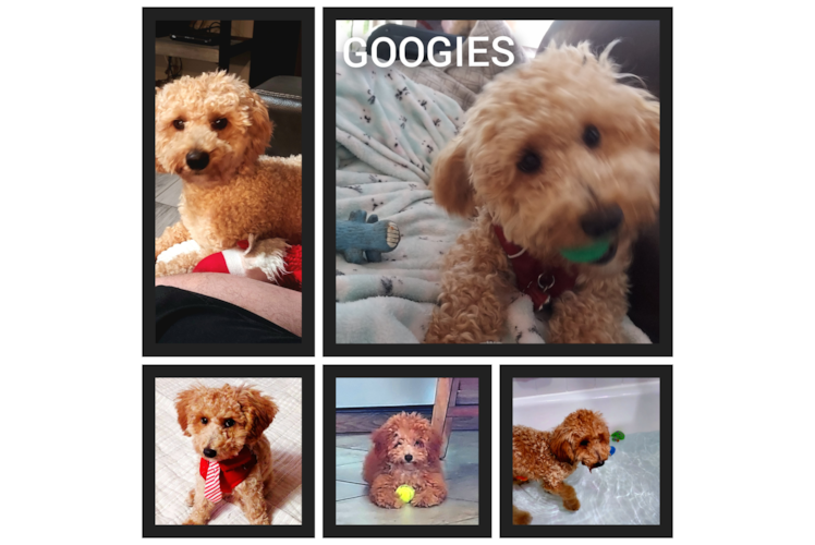 Petite Pudle Purebred Puppy