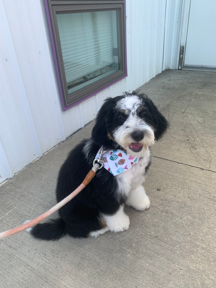 Little Mini Berniedoodle Poodle Mix Pup