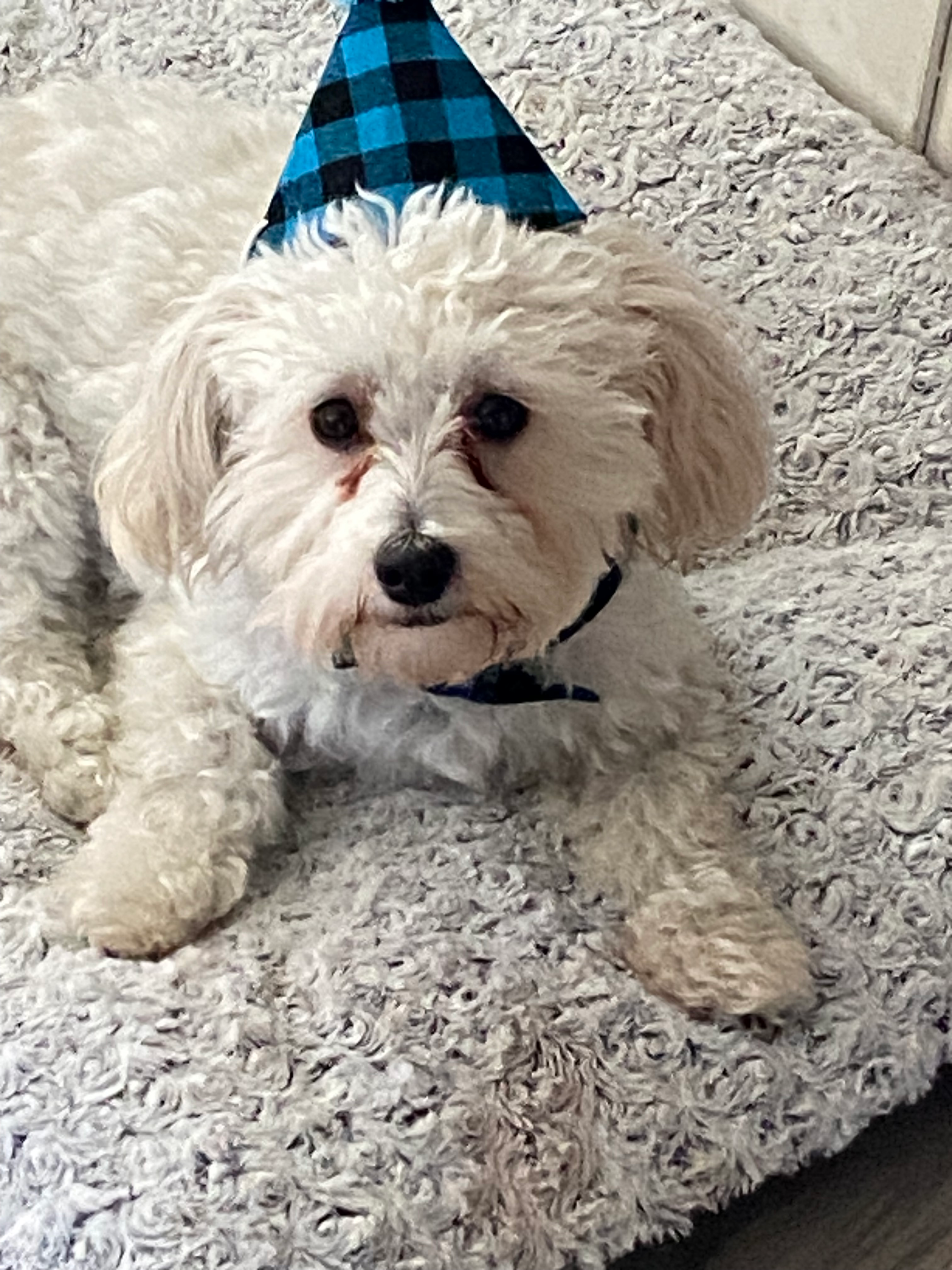 Maltipoo Pup Being Cute