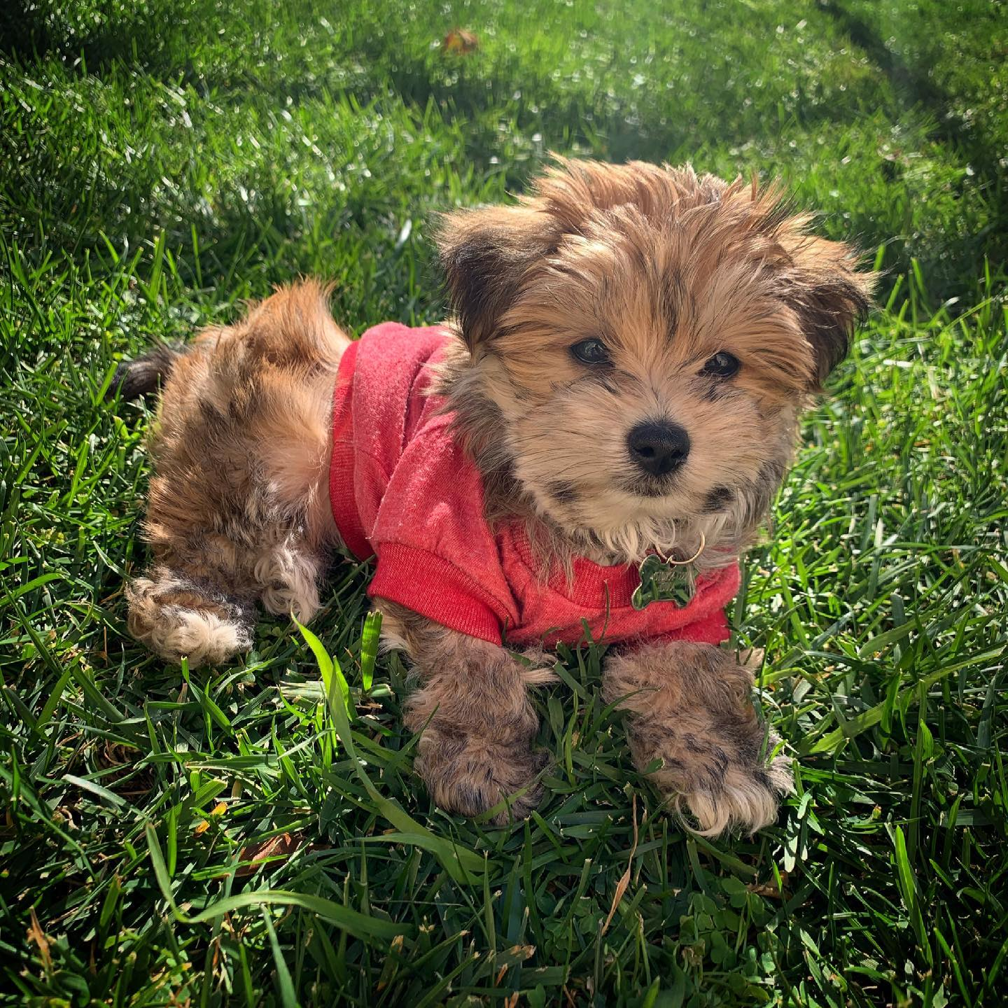 Hypoallergenic Yorkie Designer Puppy