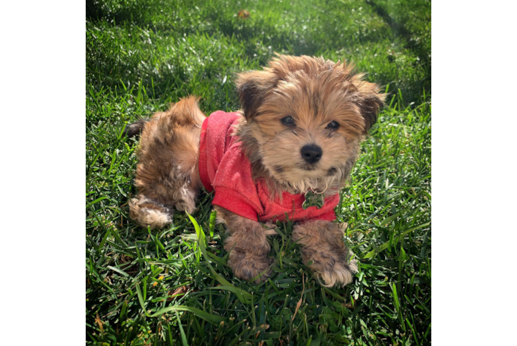 Hypoallergenic Yorkie Designer Puppy