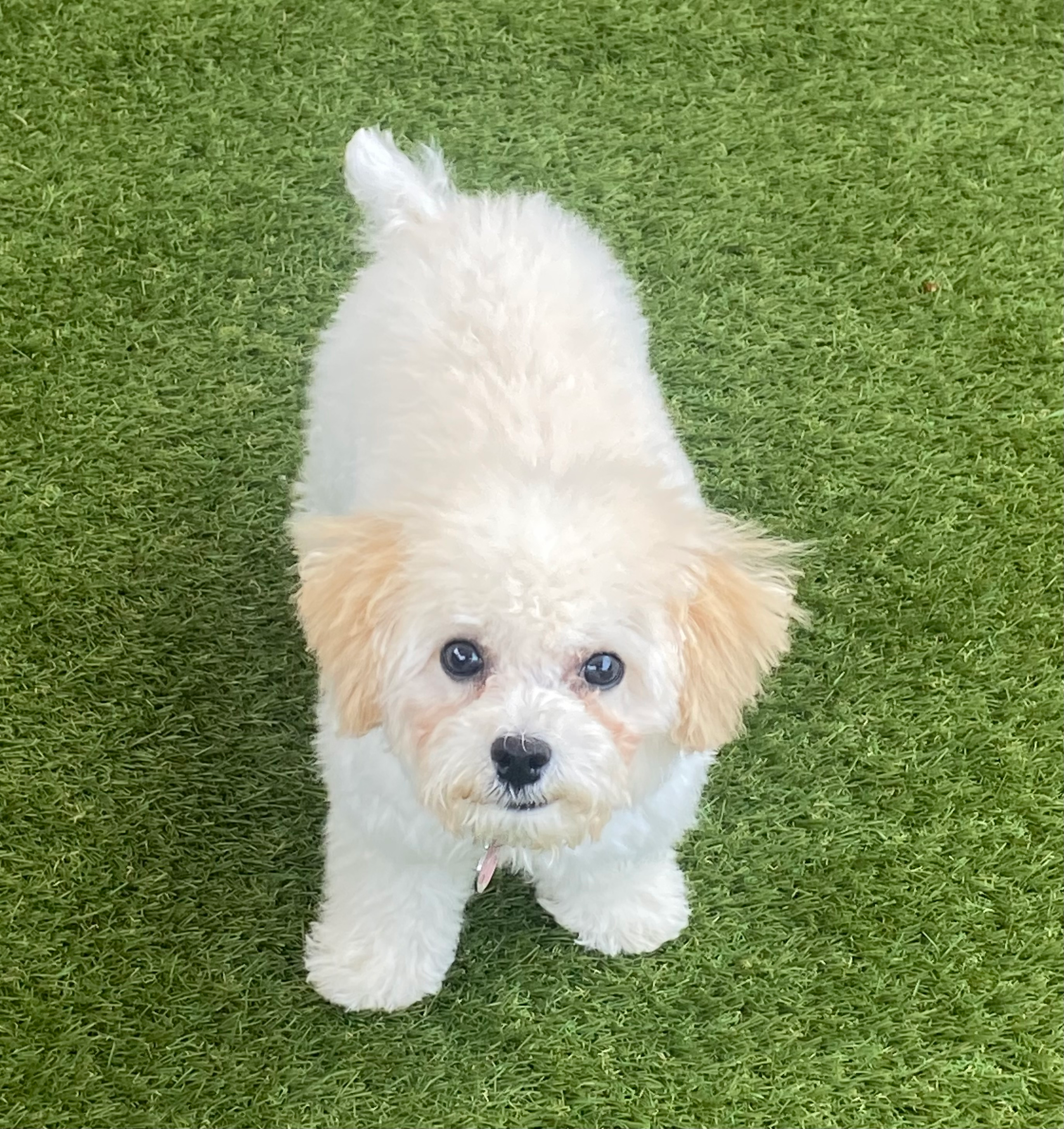 Sweet Poochon Baby
