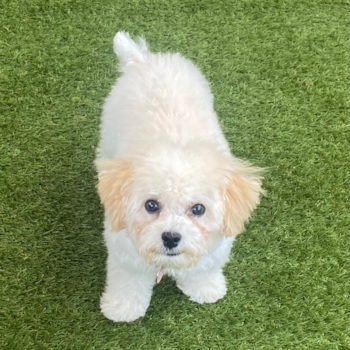 Energetic Bichpoo Poodle Mix Pup