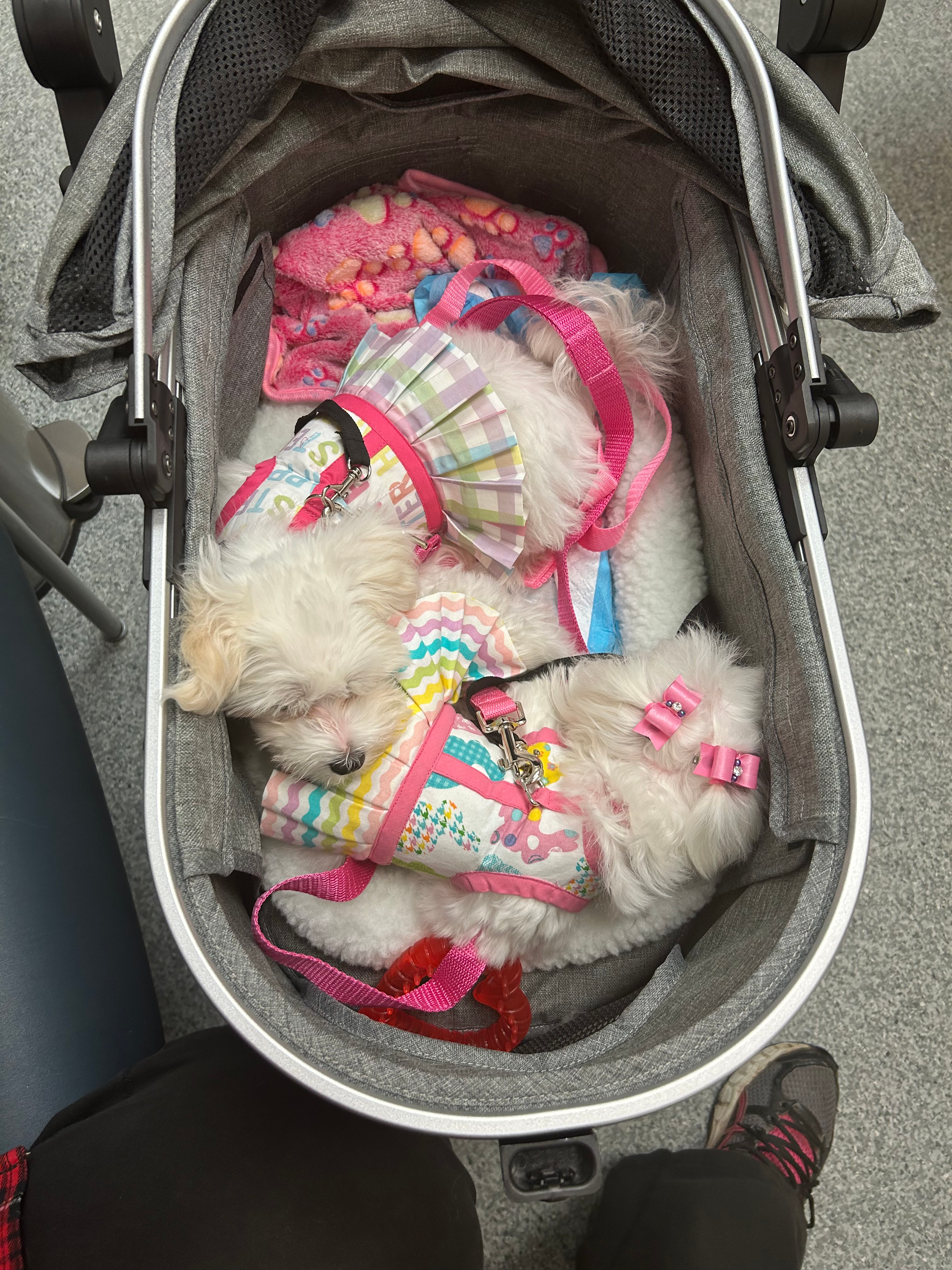 Funny Maltese Baby