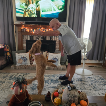 Mini Goldendoodle Being Cute