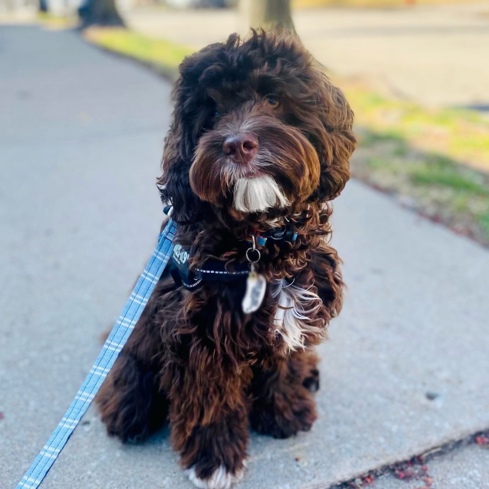 Kansas City Cockapoo Pup