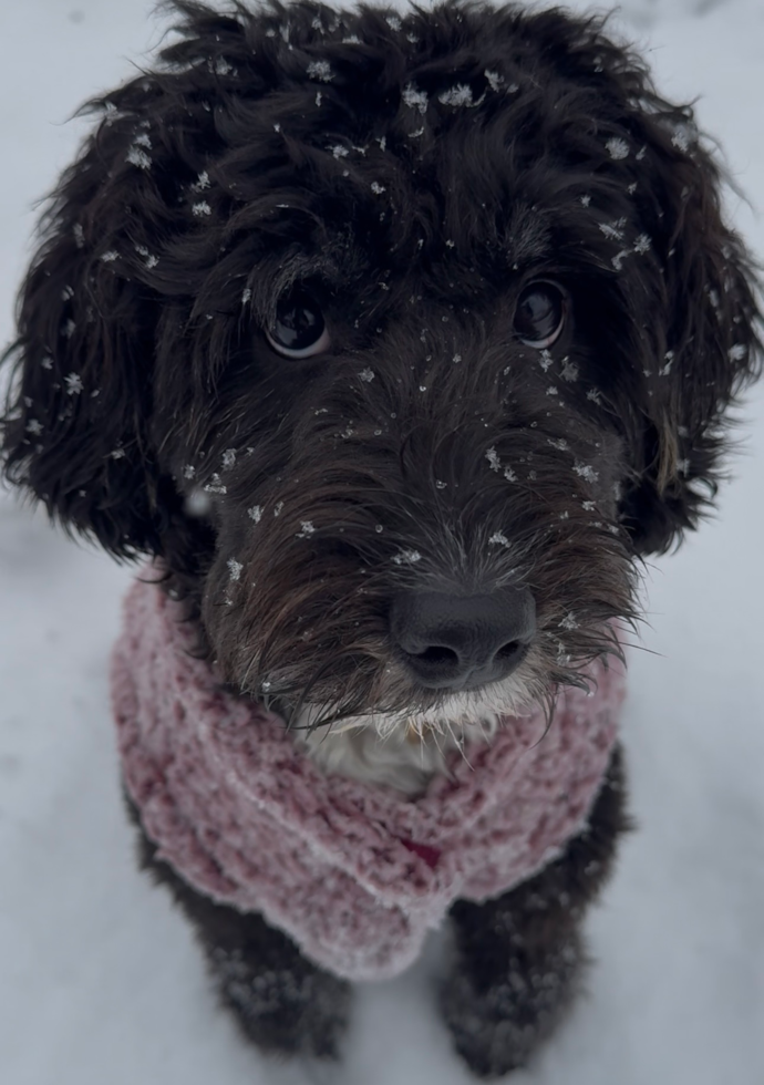 Happy Mini Bernedoodle Pup in