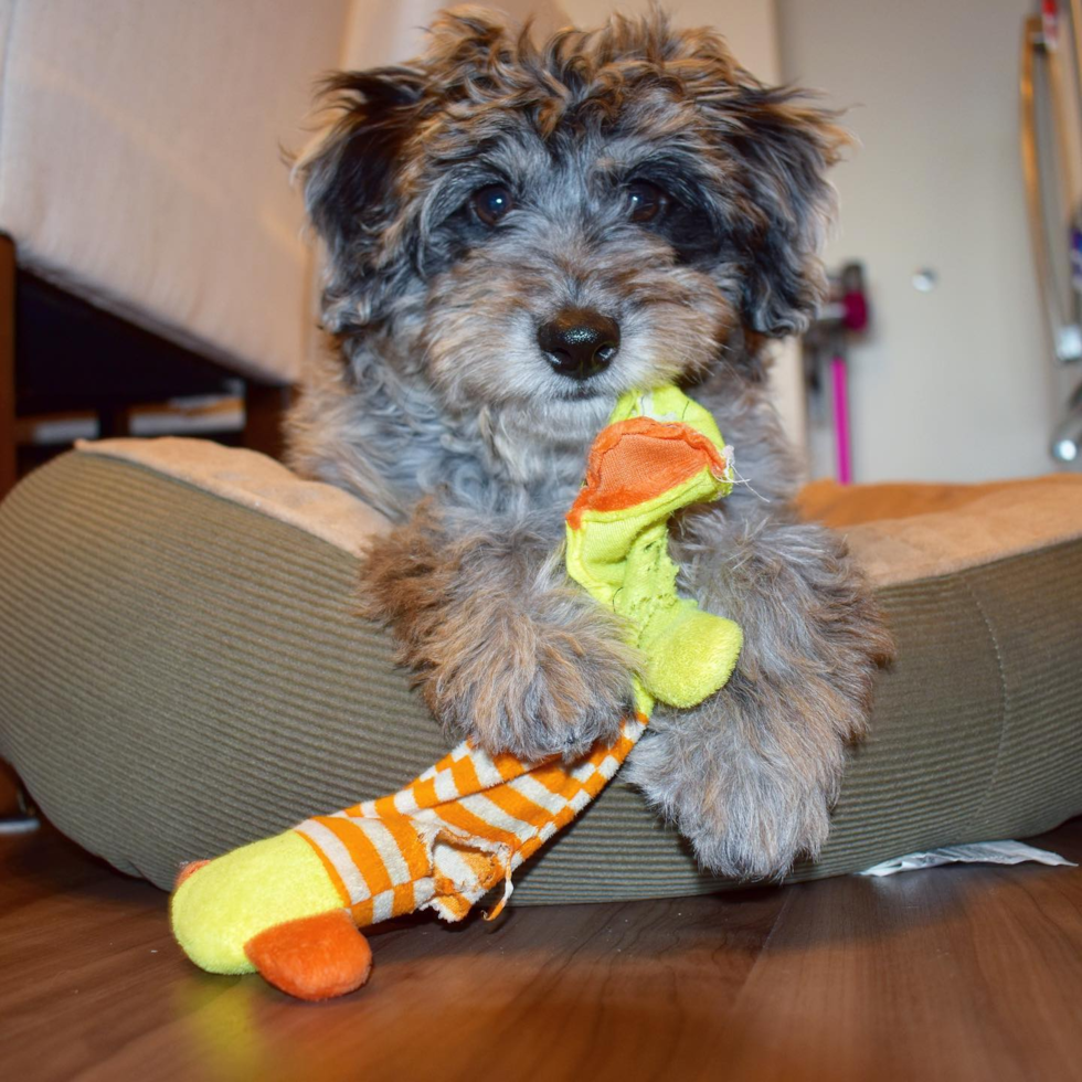 Mini Aussiedoodle Being Cute