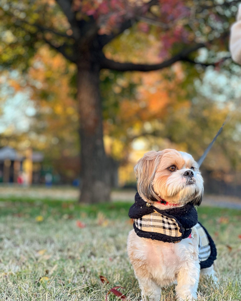 Popular Shih Tzu Purebred Pup