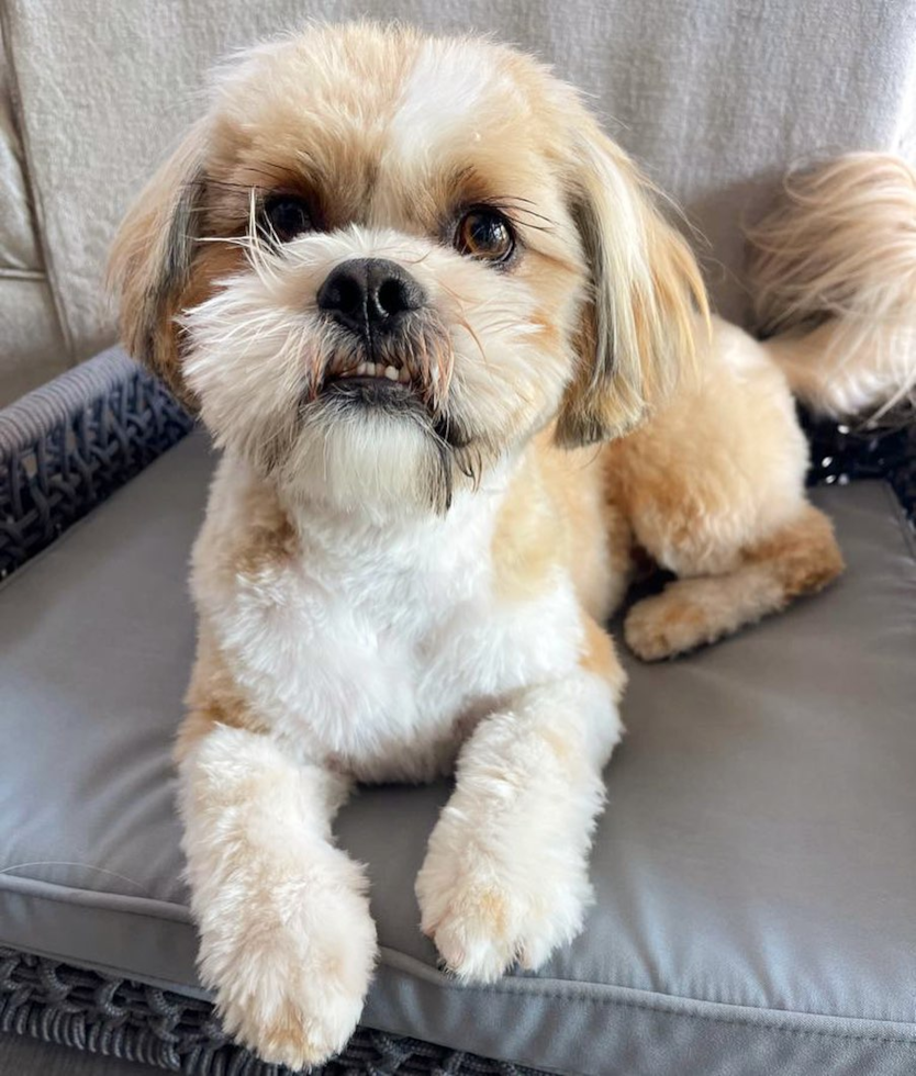Smart Shih Tzu Pup in Lake Forest CA
