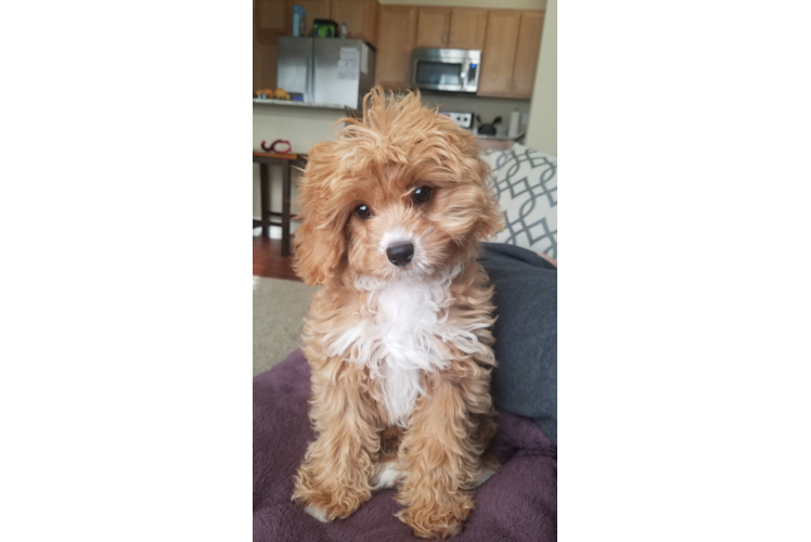 Best Cavapoo Baby