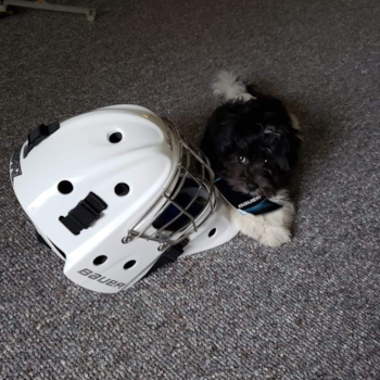 Cute Havanese Purebred Pup