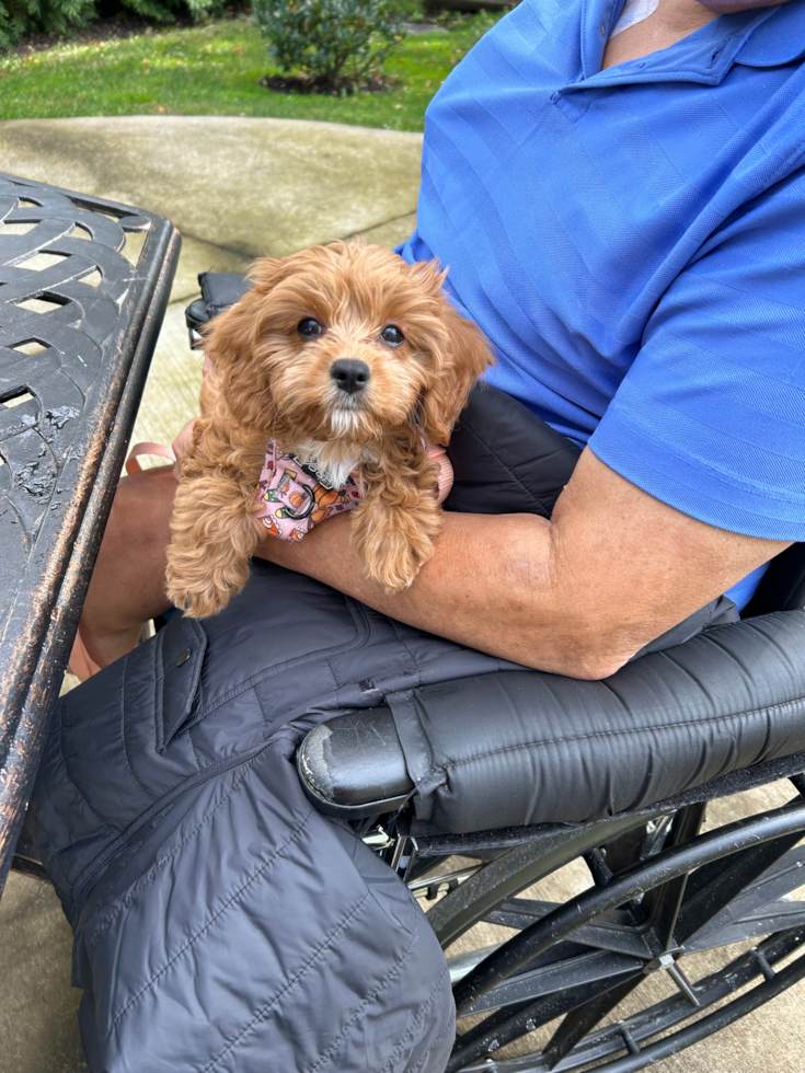 Popular Cavapoo Poodle Mix Pup