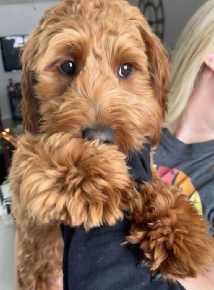Little Golden Retriever Poodle Mix Pup