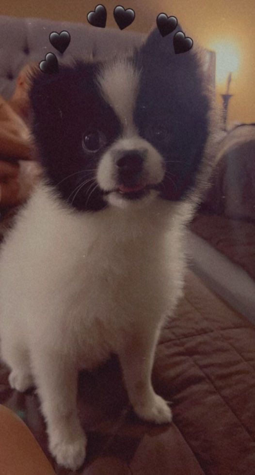 Smart Pomeranian Pup in