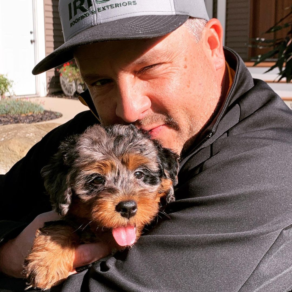 Mini Bernedoodle Being Cute