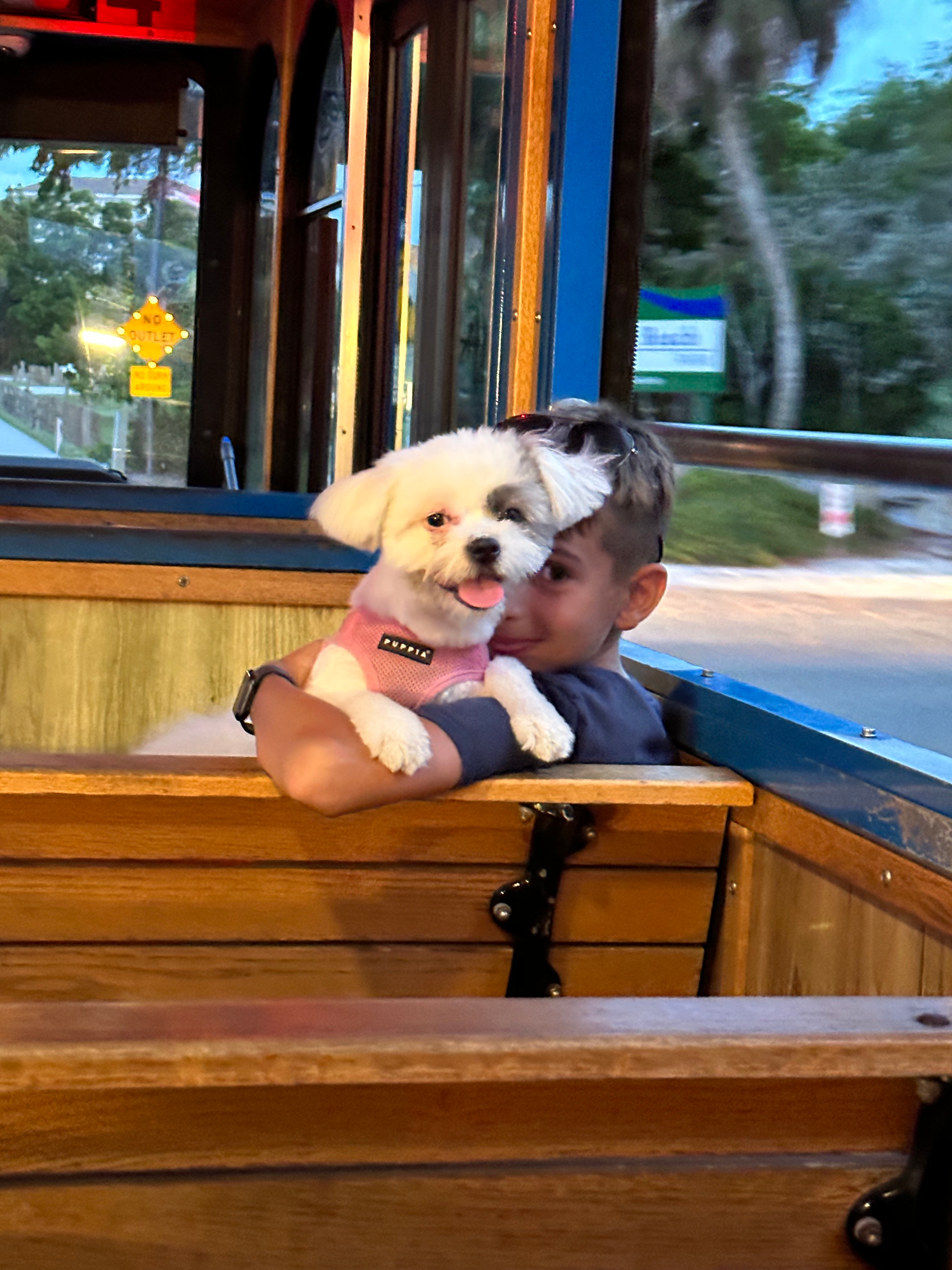 Shih Pom Puppy for Adoption