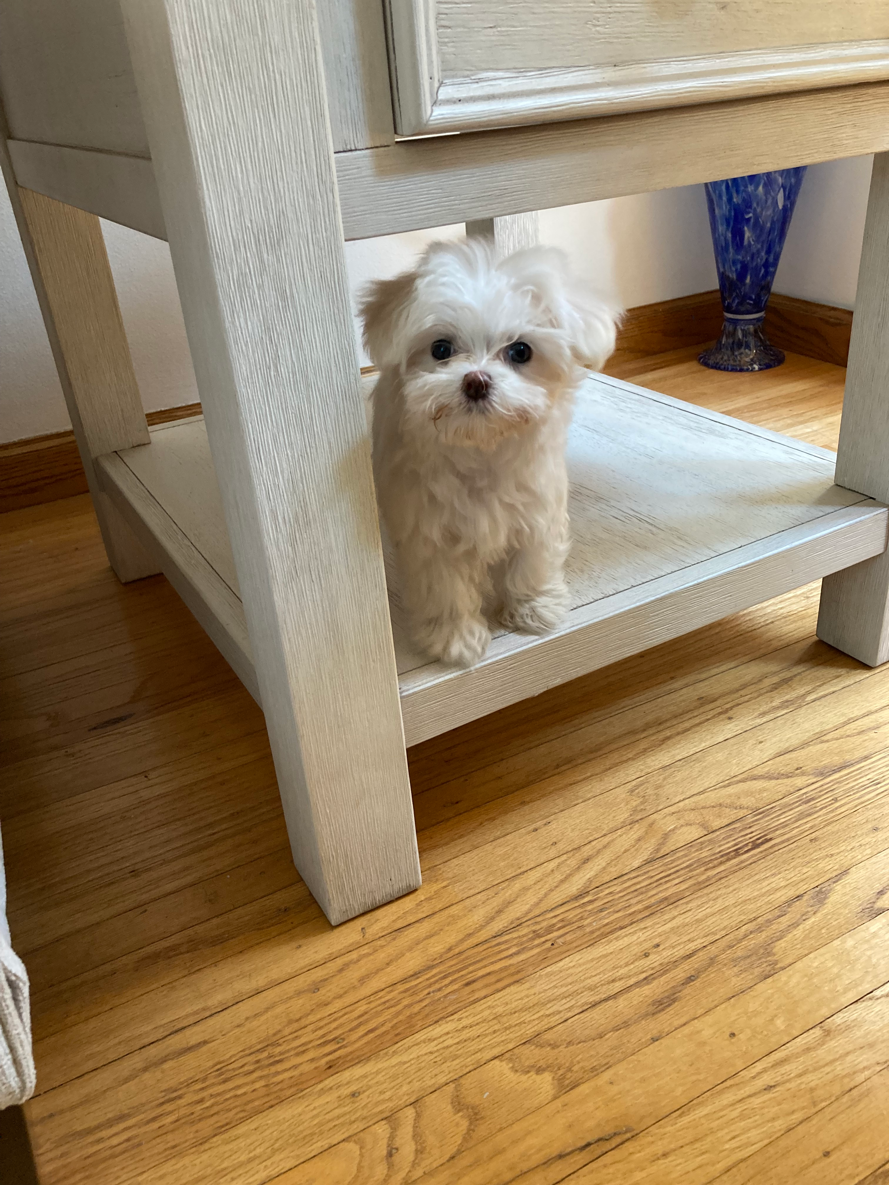 Best Maltese Baby
